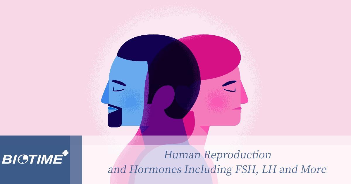 Menschliche Fortpflanzung und Hormone einschließlich FSH, LH und mehr

